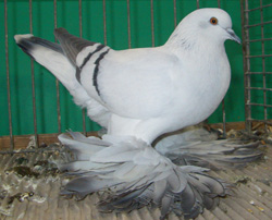 Ice Pigeon Ice color with bars Ice Pigeon Ice color with bars