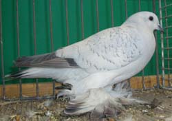Ice Pigeon Spangle Ice Pigeon Spangle