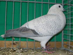 Ice Pigeon Spangle Ice Pigeon Spangle