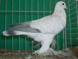 Ice Pigeon Spangle Ice Pigeon Spangle