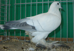Ice Pigeon with White Bars Ice Pigeon with White Bars