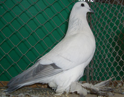 Ice Pigeon with White Bars Ice Pigeon with White Bars