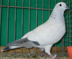 Ice Pigeon no bars Ice Pigeon no bars