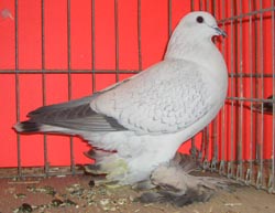 Ice Pigeon Spangle Ice Pigeon Spangle