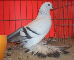Ice Pigeon Ice color with bars Ice Pigeon Ice color with bars