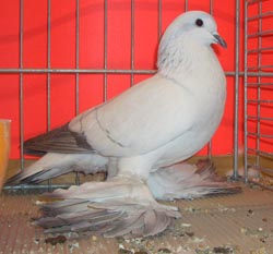 Ice Pigeon with White Bars Ice Pigeon with White Bars
