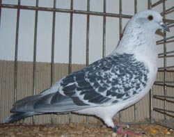 Ice Pigeon Ice color Checked Ice Pigeon Ice color Checked
