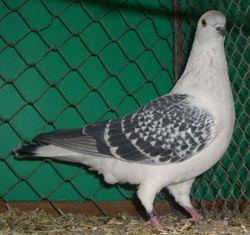Ice Pigeon Ice color Checked Ice Pigeon Ice color Checked
