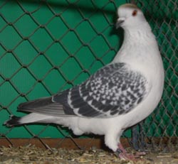 Ice Pigeon Ice color Checked Ice Pigeon Ice color Checked