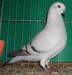 Ice Pigeon Ice color with bars Ice Pigeon Ice color with bars