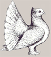 Индианы павлиньи