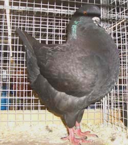 King Black King Black