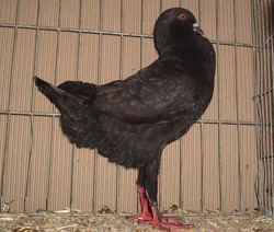 Maltese Black Maltese Black