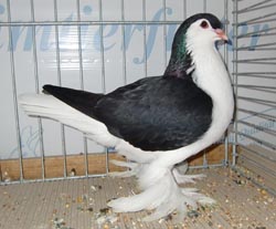 Lahore Black