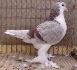 Lahore Ash Red