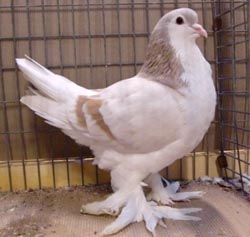 Lahore Ash Yellow