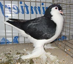 Lahore Black