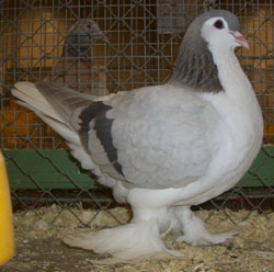 Lahore Ash Blue