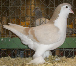 Lahore Ash Yellow