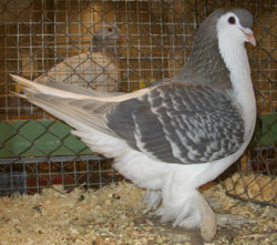 Lahore Ash Blue Checked