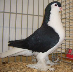 Lahore Black