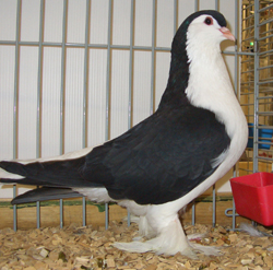 Lahore Black