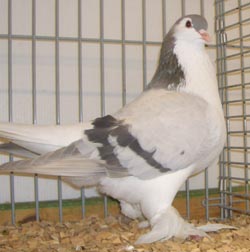 Lahore Ash Blue