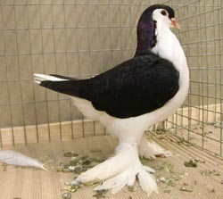 Lahore Black