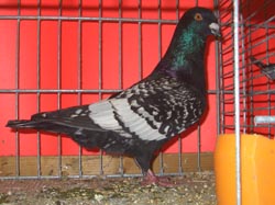 Lebanon Black Spangle Lebanon Black Spangle