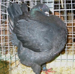 Modena Black
