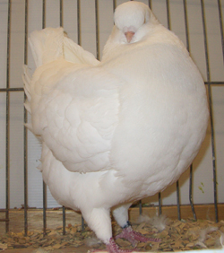 Modena White