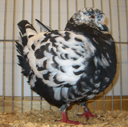 Modena Black Mottled