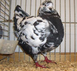 Modena Black Mottled