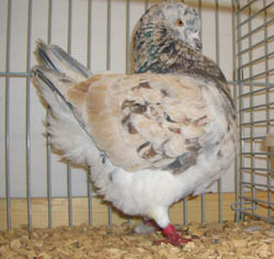 Modena Almond