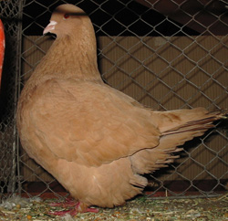 French Mondain Yellow