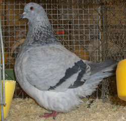 French Mondain Blue Grizzle