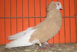 Montauban Yellow Monk Marked Montauban Yellow Monk Marked