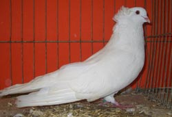 Montauban White Montauban White