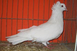 Montauban White Montauban White