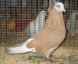 Montauban Yellow Monk Marked Montauban Yellow Monk Marked