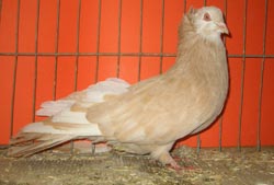 Montauban Yellow Monk Marked Montauban Yellow Monk Marked