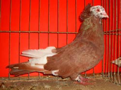 Montauban Red Monk Marked Montauban Red Monk Marked