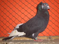 Montauban Black Monk Marked Montauban Black Monk Marked