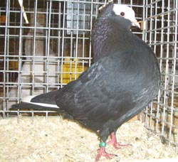 Dutch Highflyer Black Dutch Highflyer Black