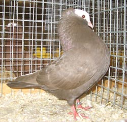 Dutch Highflyer Brown Dutch Highflyer Brown