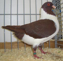 Moravian Strasser Red Moravian Strasser Red