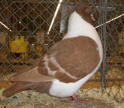 Moravian Strasser Red with White Bars Moravian Strasser Red with White Bars