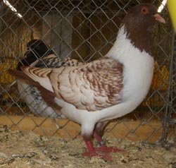 Moravian Strasser Red Spangle Moravian Strasser Red Spangle
