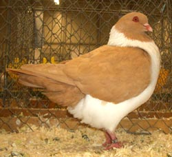 Moravian Strasser Yellow Moravian Strasser Yellow