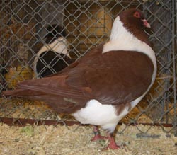 Moravian Strasser Red Moravian Strasser Red